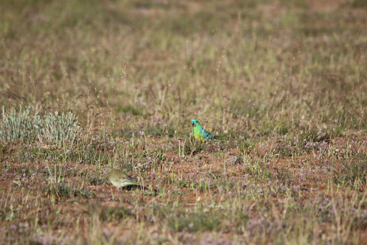 Red-rumped Parrot - Jeff Dagg