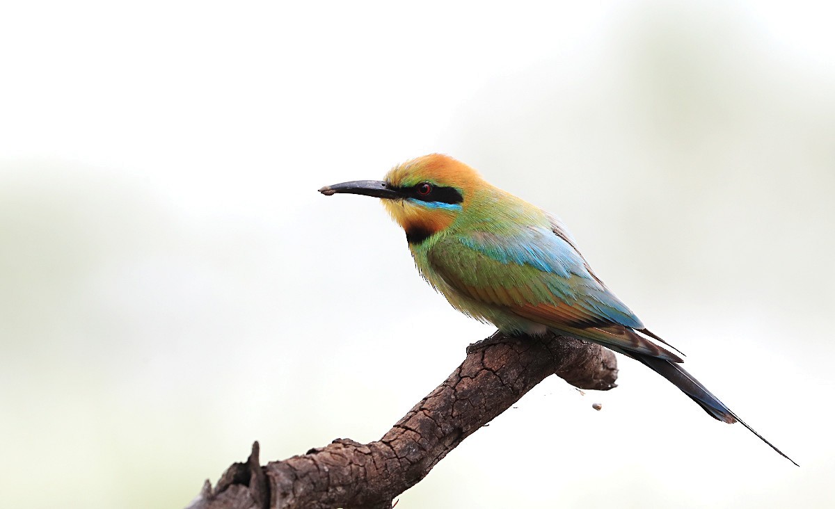 Rainbow Bee-eater - Tony Ashton