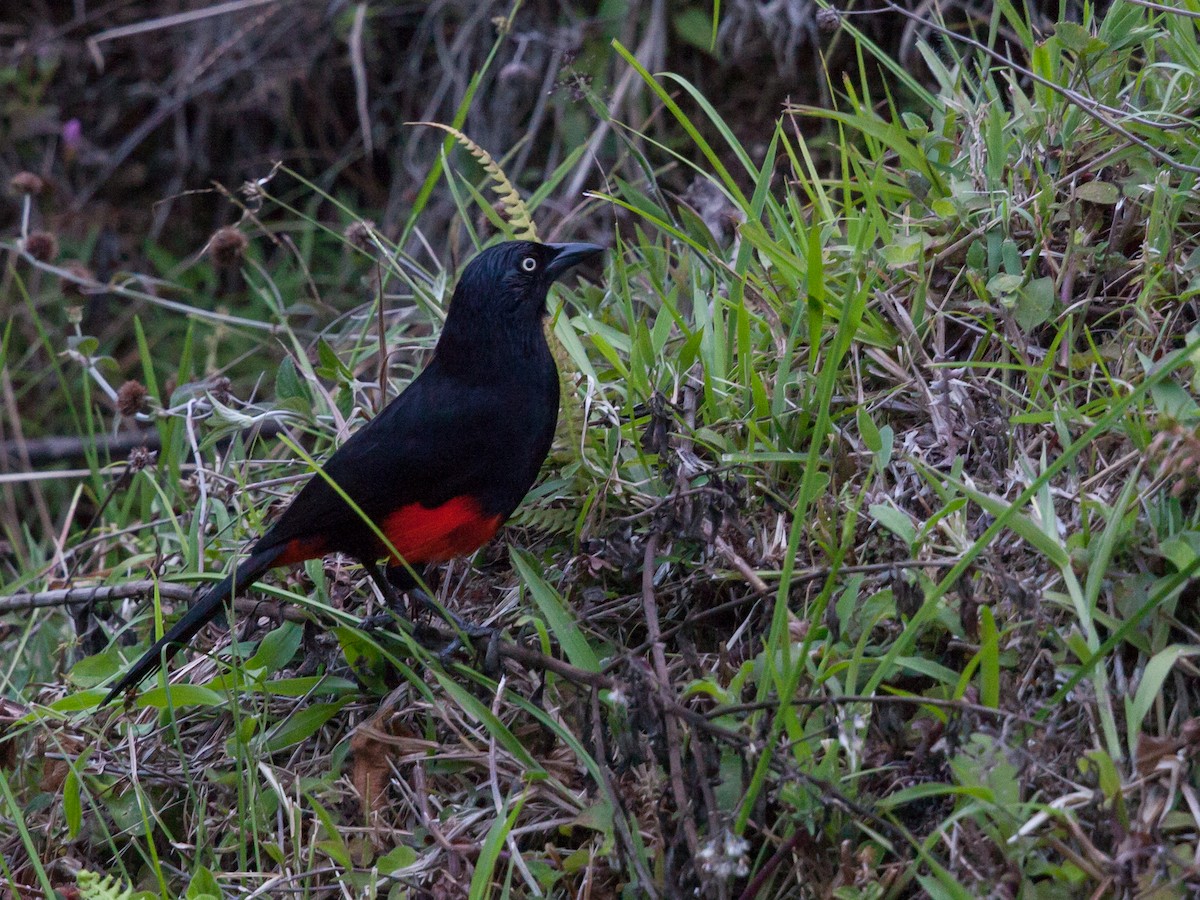 Red-bellied Grackle - ML72245521