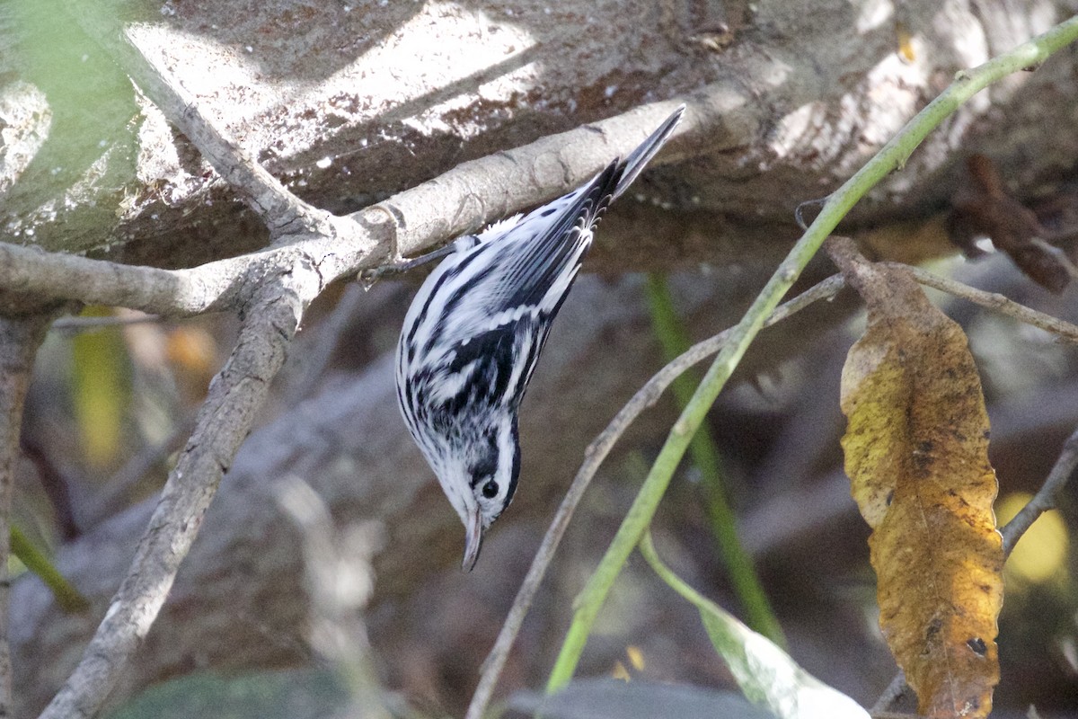 Black-and-white Warbler - ML72245601
