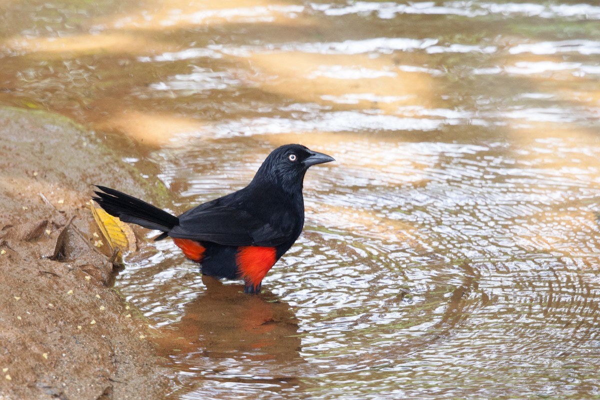 Red-bellied Grackle - ML72245761
