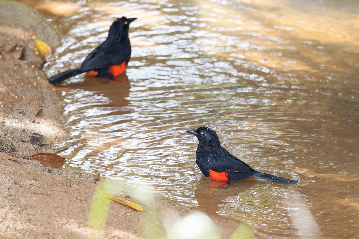 Red-bellied Grackle - ML72245801