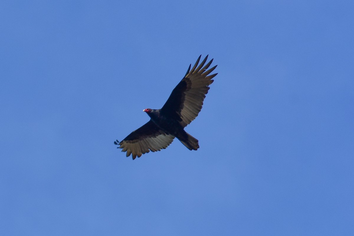 Turkey Vulture - ML72245831