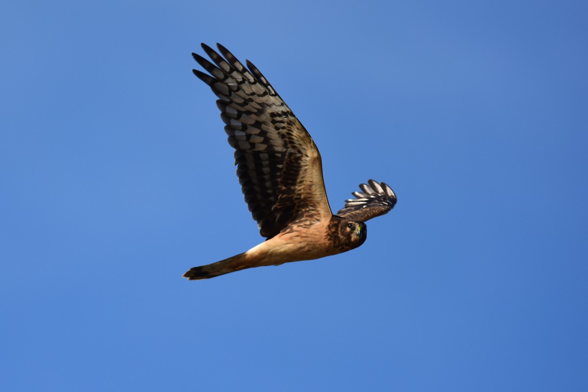 Northern Harrier - Mike Charest