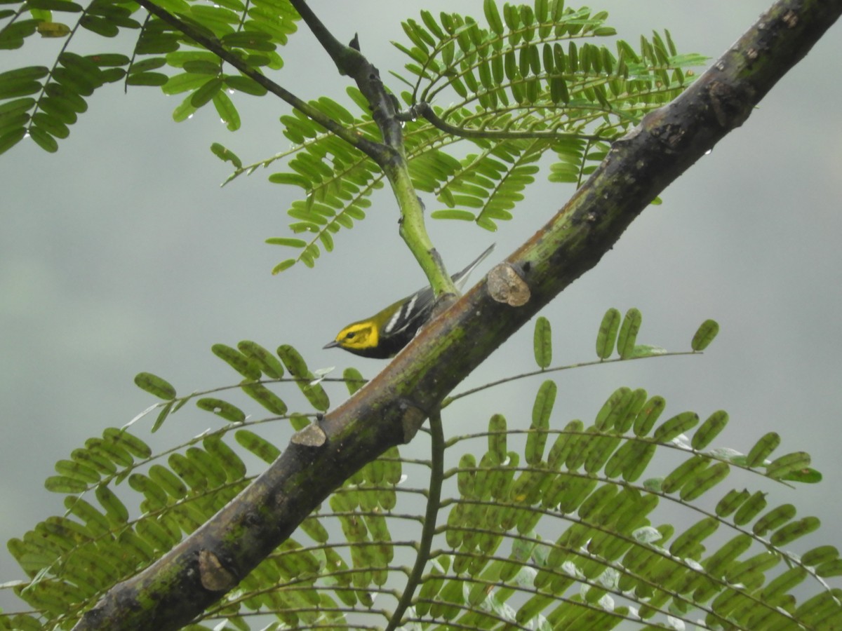 Black-throated Green Warbler - Luis Trinchan