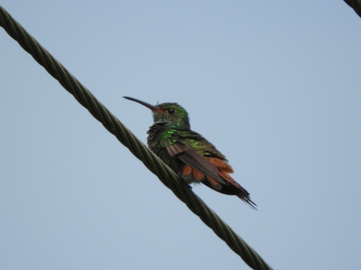Rufous-tailed Hummingbird - Luis Trinchan