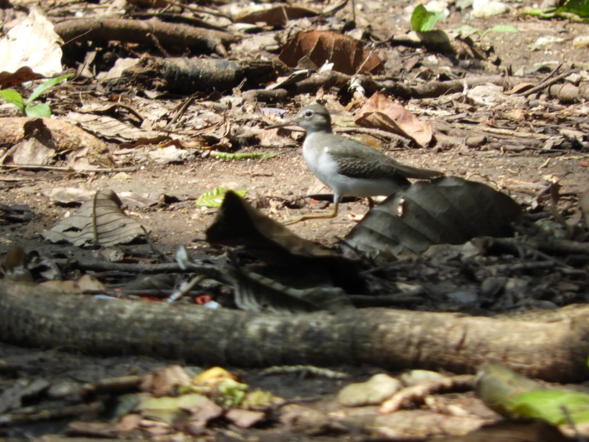 Spotted Sandpiper - Luis Trinchan