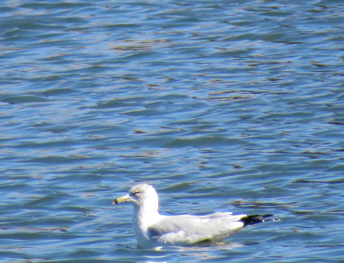 Ring-billed Gull - Laurel Armstrong