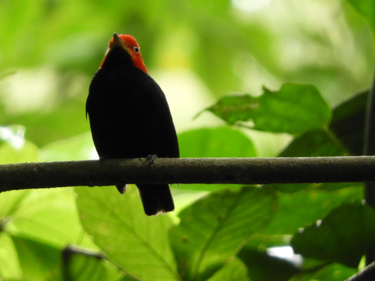 Red-capped Manakin - ML72251971