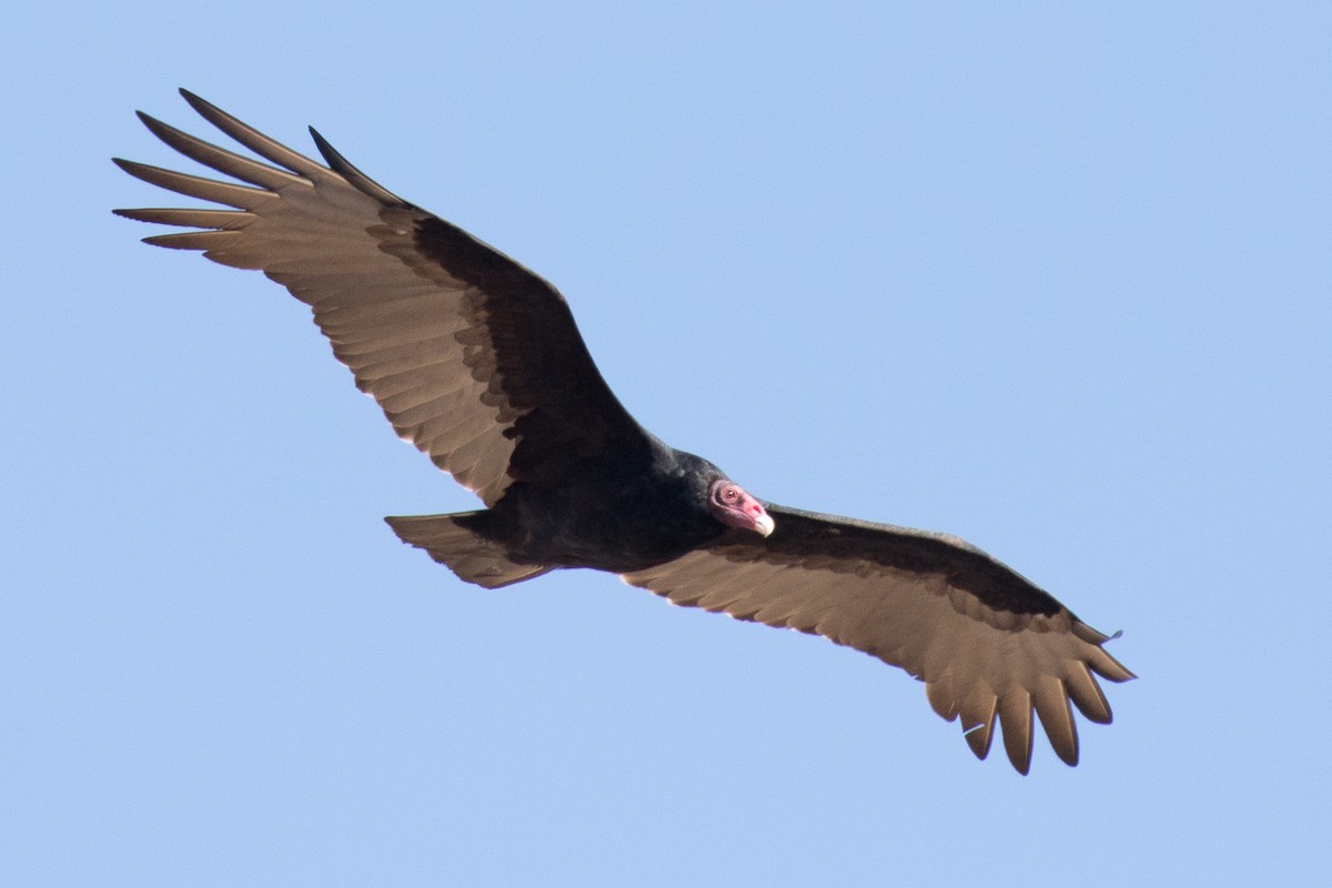 Turkey Vulture - Garrett Lau
