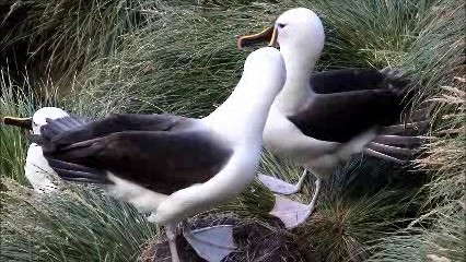Yellow-nosed Albatross (Indian) - ML722558