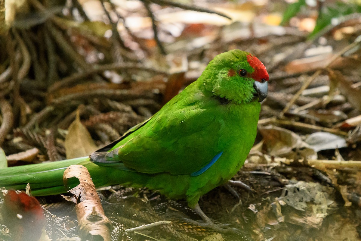 Norfolk Island Parakeet - Richard Smart