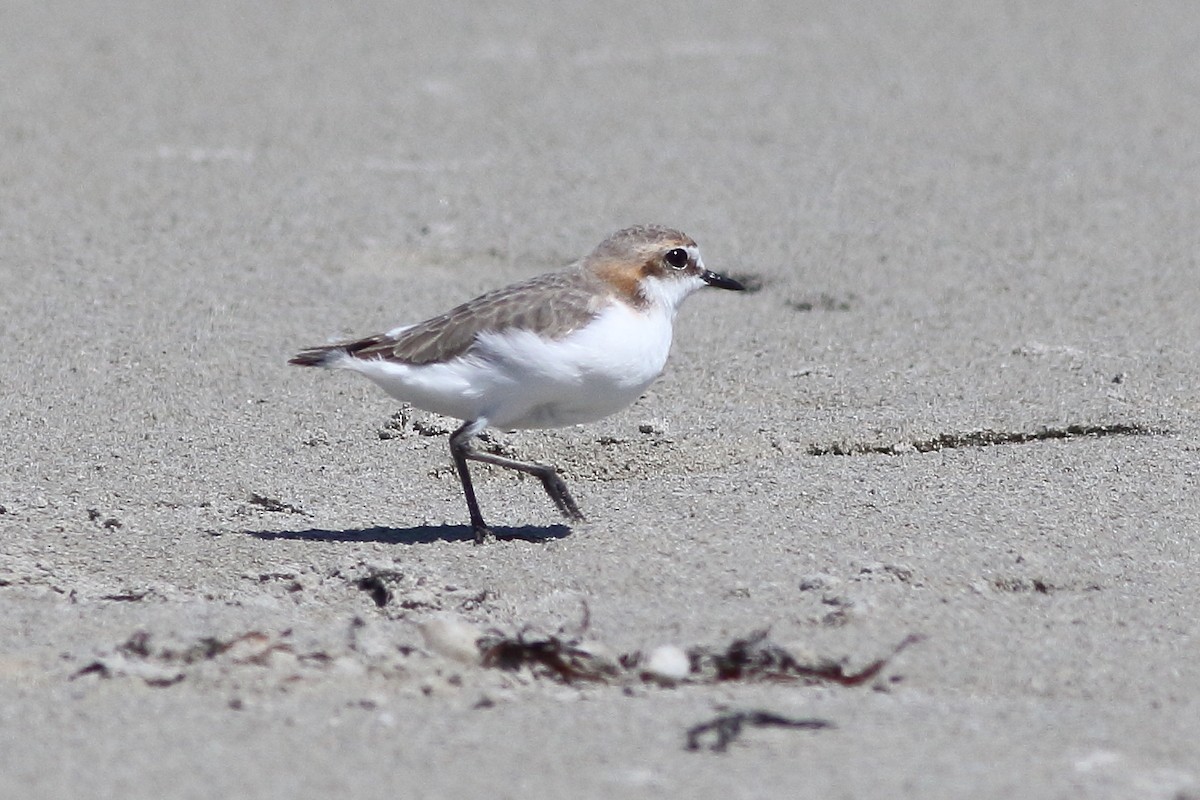 Red-capped Plover - Leigh Pieterse