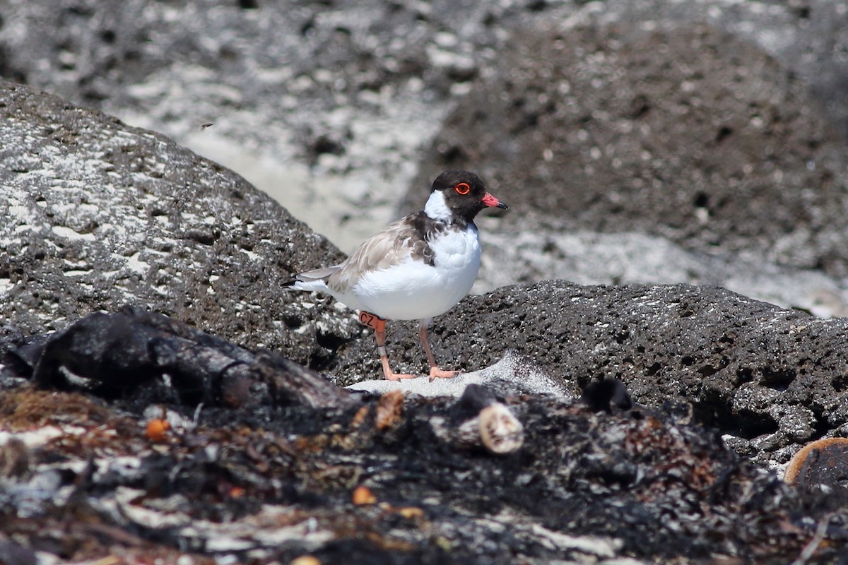 Hooded Plover - Leigh Pieterse
