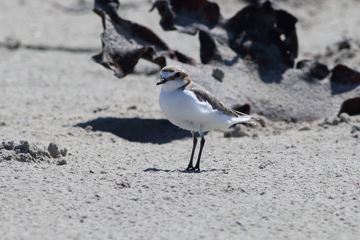 Red-capped Plover - Leigh Pieterse