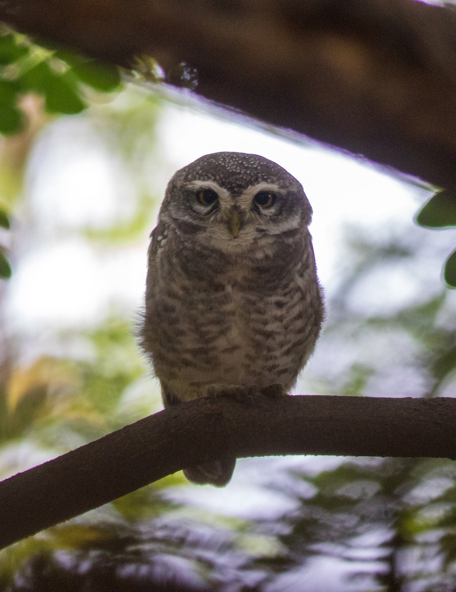 Spotted Owlet - abhishek ravindra