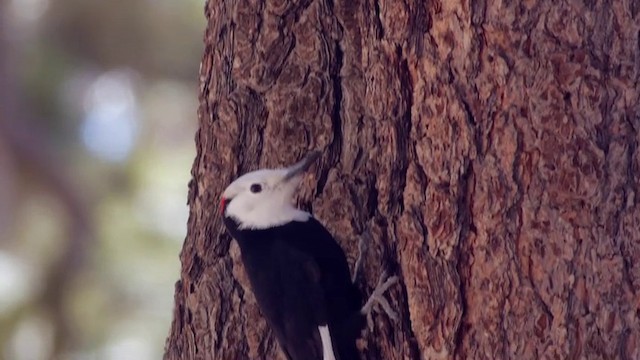 White-headed Woodpecker - ML722603