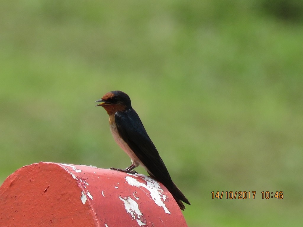 Pacific Swallow - ML72260401