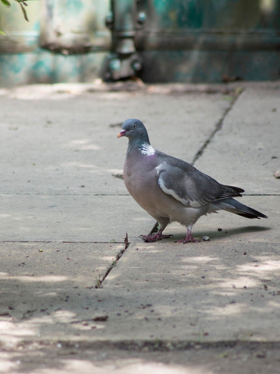 Common Wood-Pigeon - ML72260641