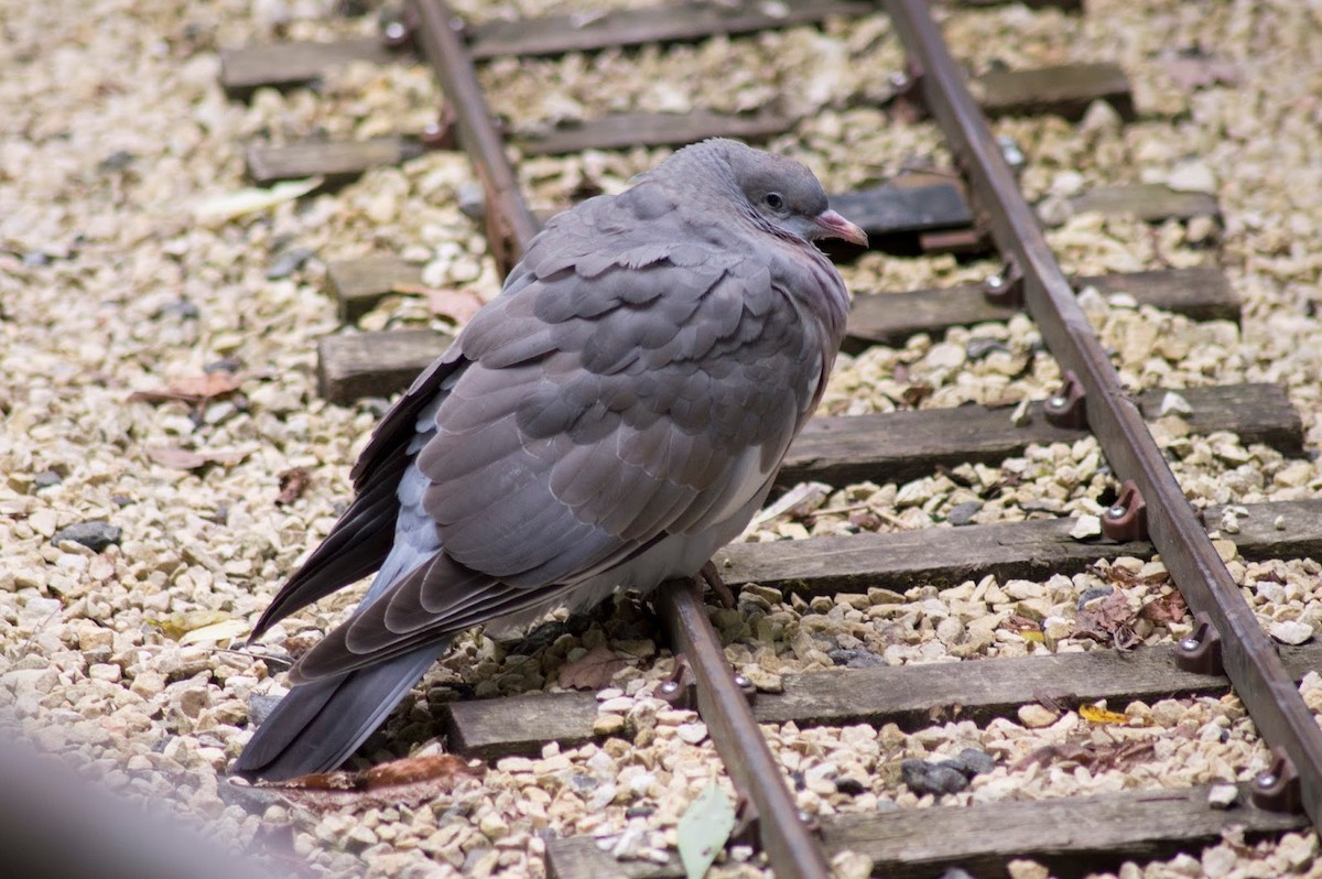Common Wood-Pigeon - Pam Pickersgill