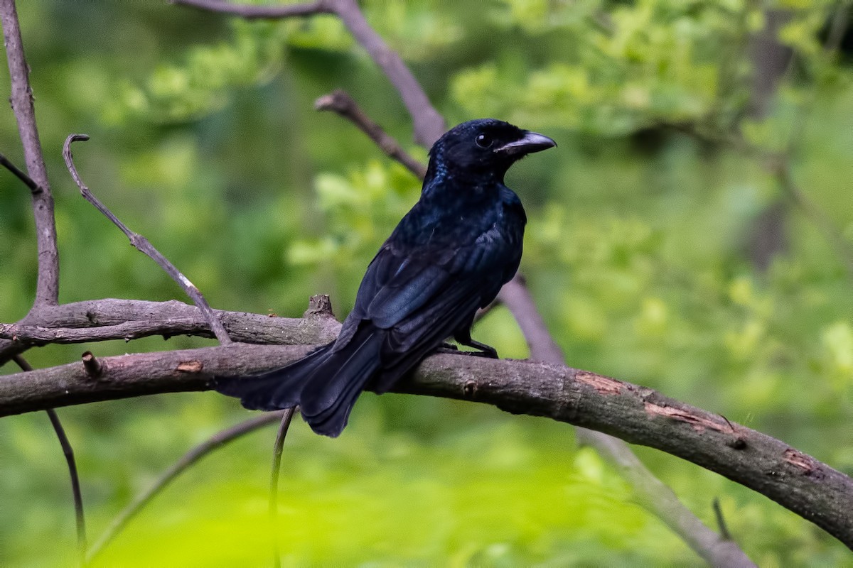 Crow-billed Drongo - Sudip Ghosh