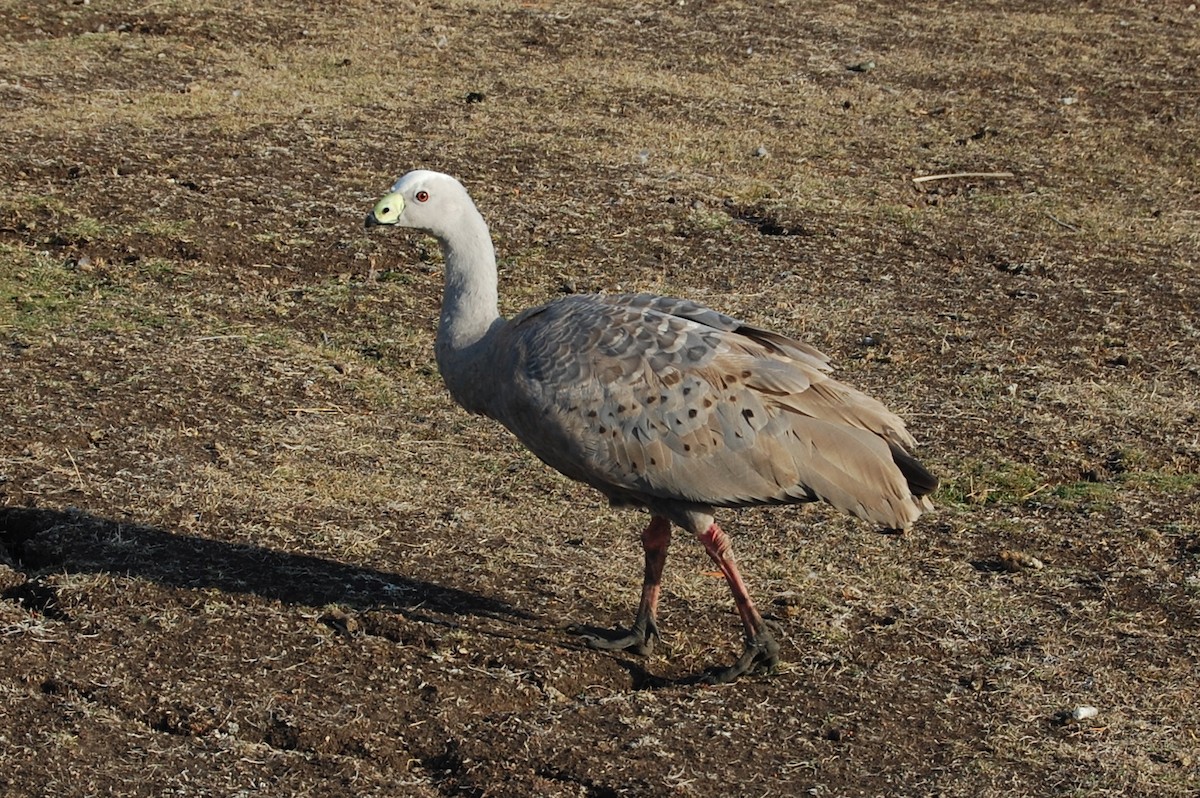 Cape Barren Goose - Dirk Tomsa
