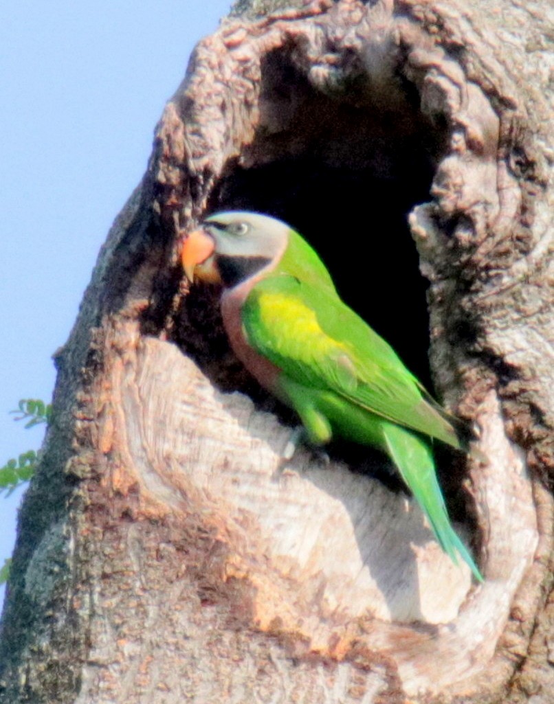 Red-breasted Parakeet - ML72264791
