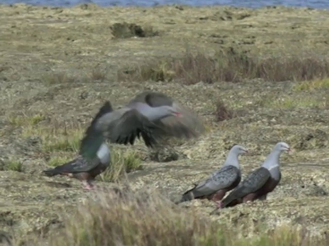 Spotted Imperial-Pigeon - ML722650