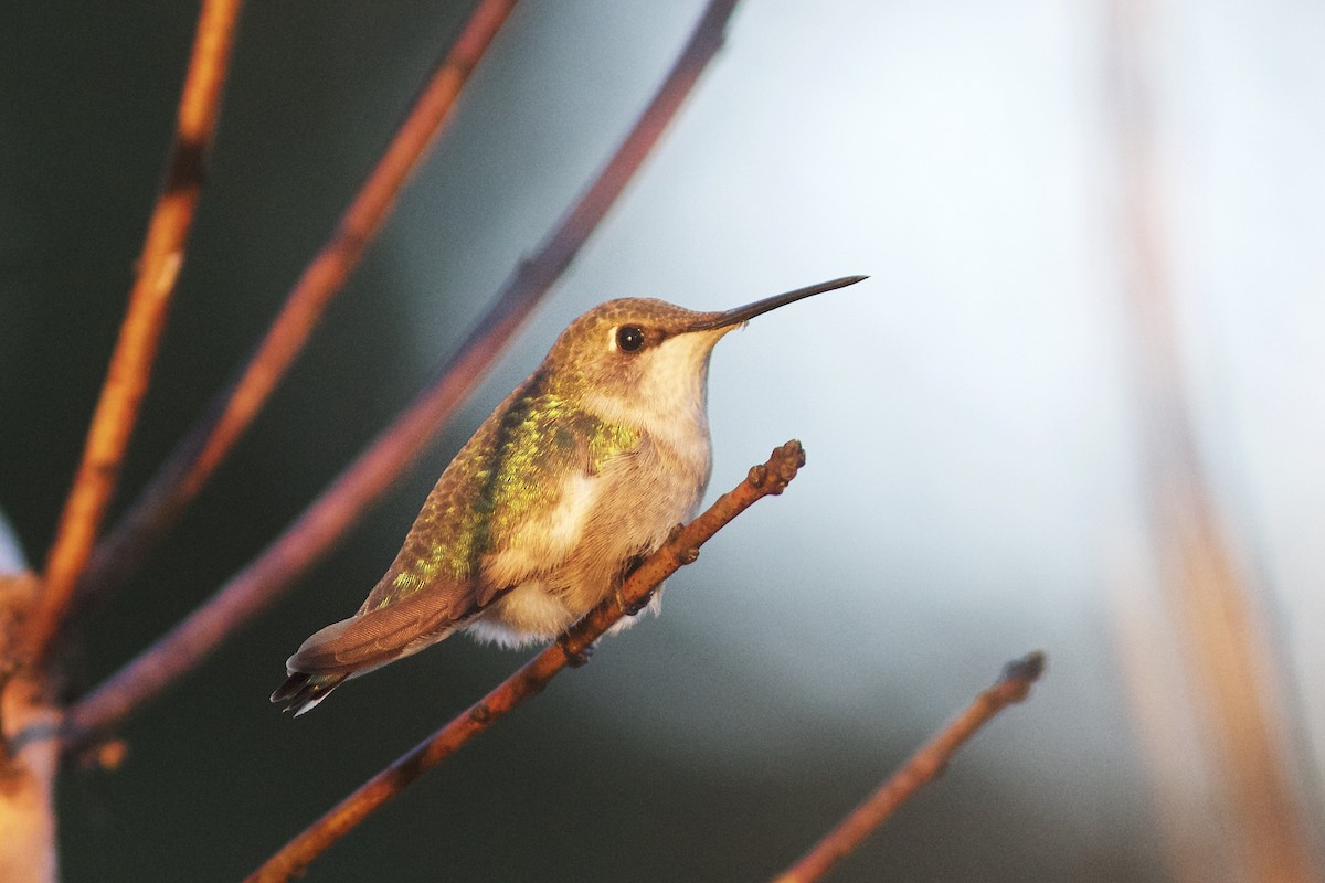 Ruby-throated Hummingbird - Doug Hitchcox