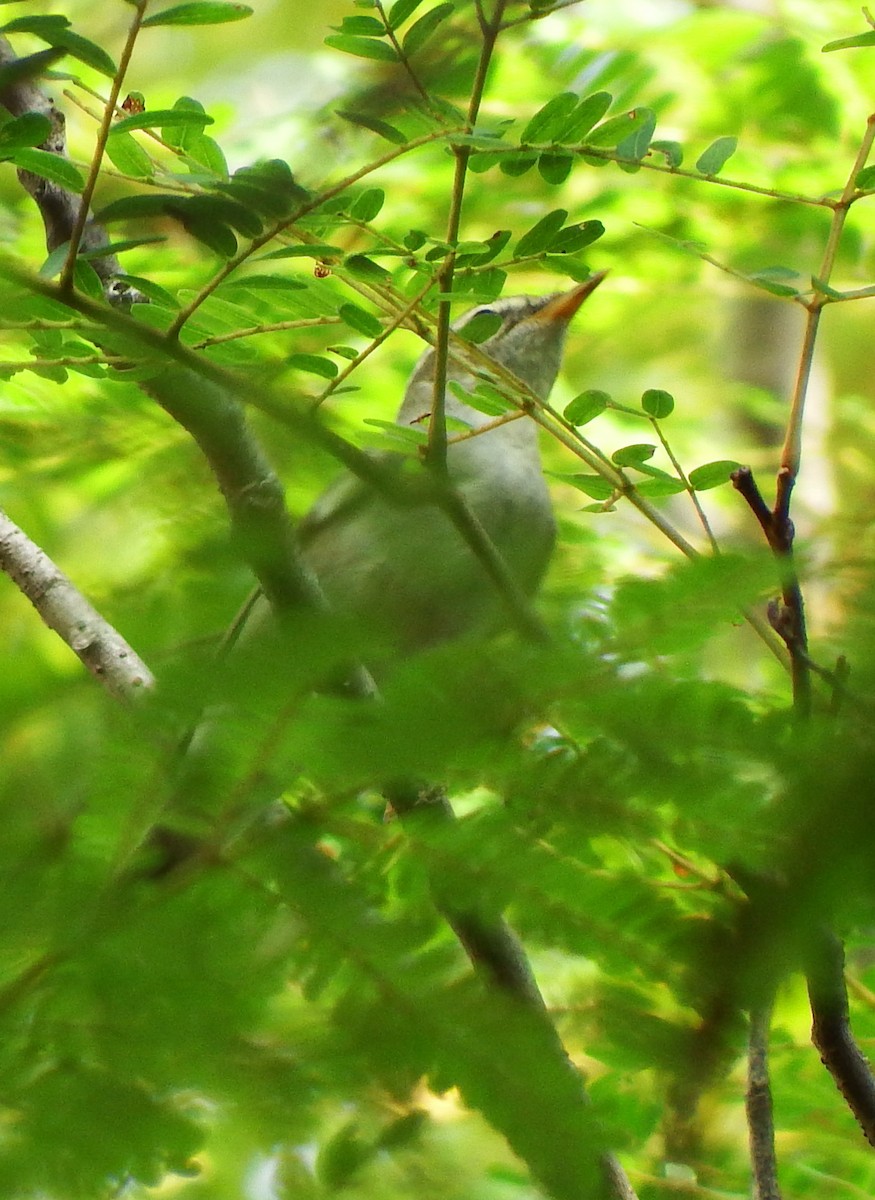 Sakhalin Leaf Warbler - Ben Weil