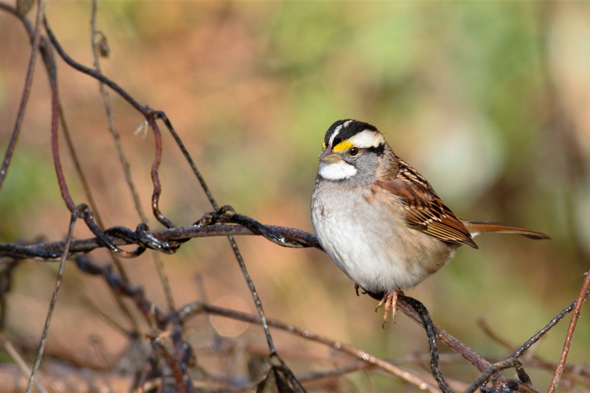 White-throated Sparrow - Angus Pritchard