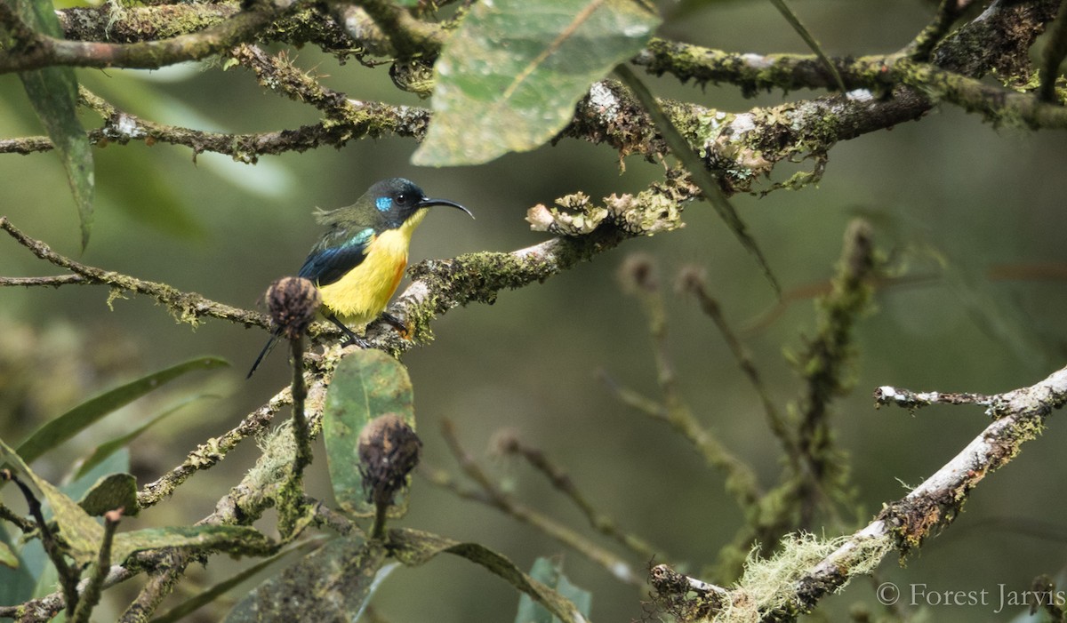 Lina's Sunbird - Forest Botial-Jarvis