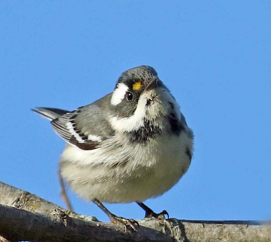 Black-throated Gray Warbler - ML72272911