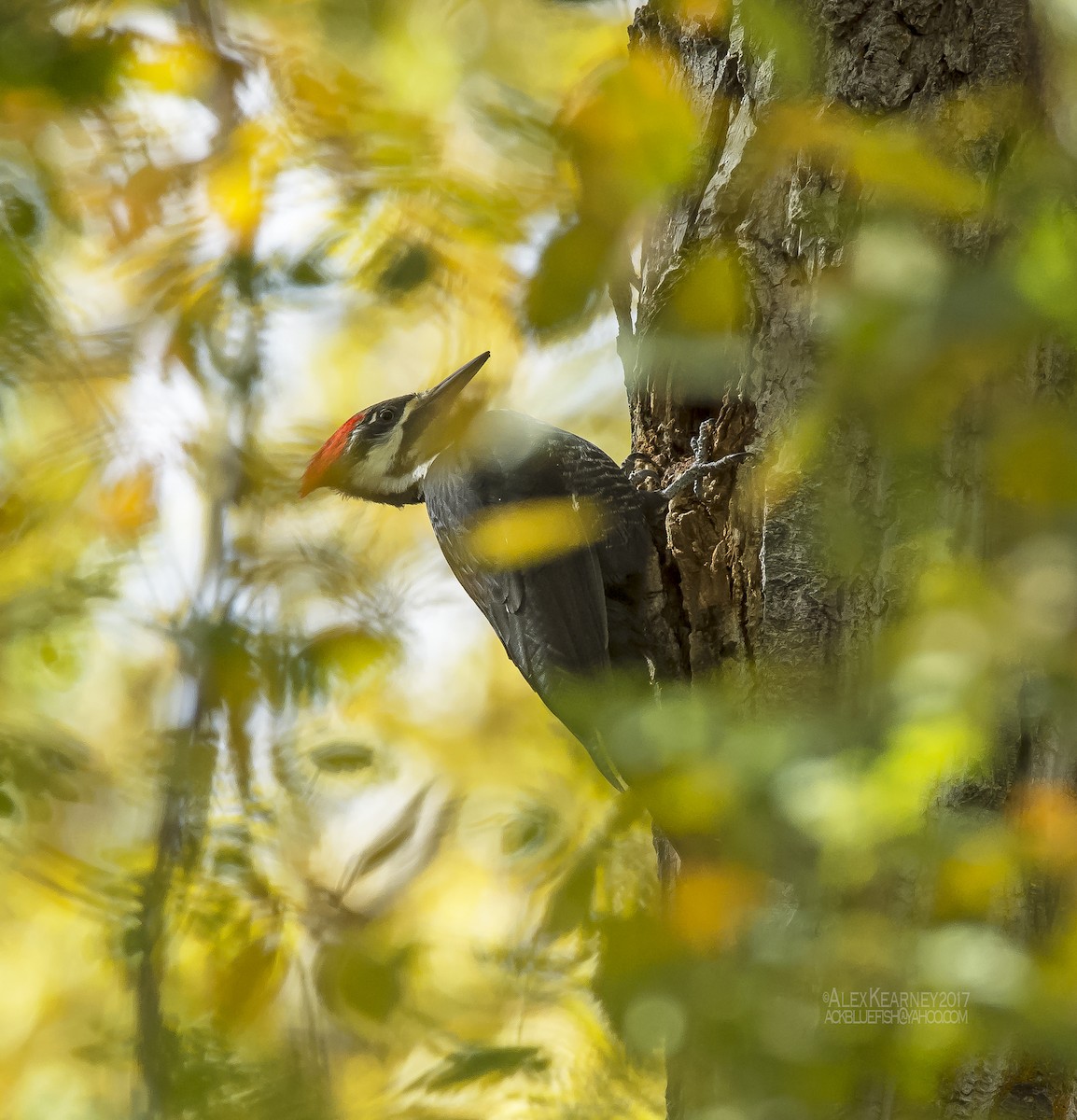Pileated Woodpecker - ML72273051