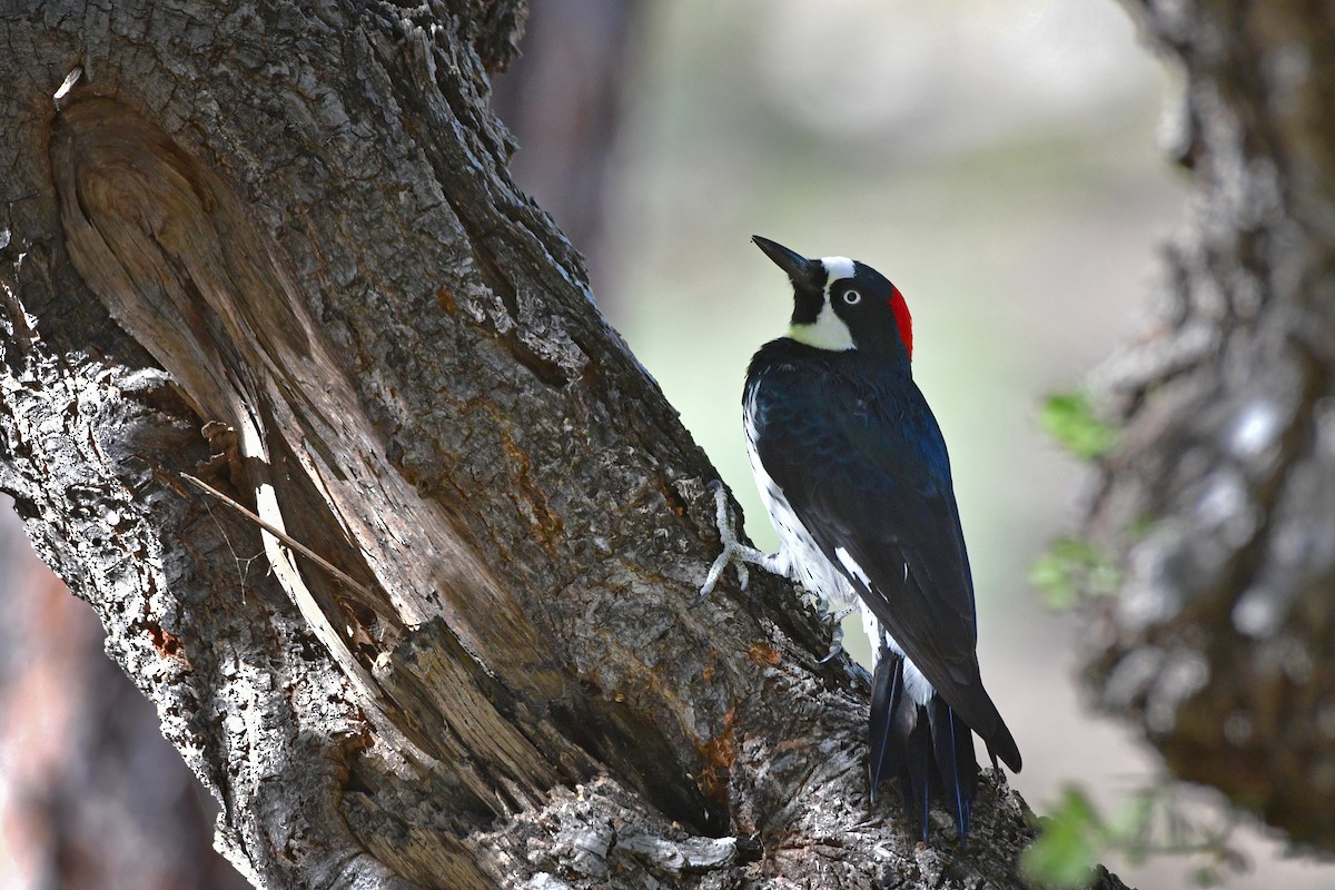 Acorn Woodpecker - ML72273291