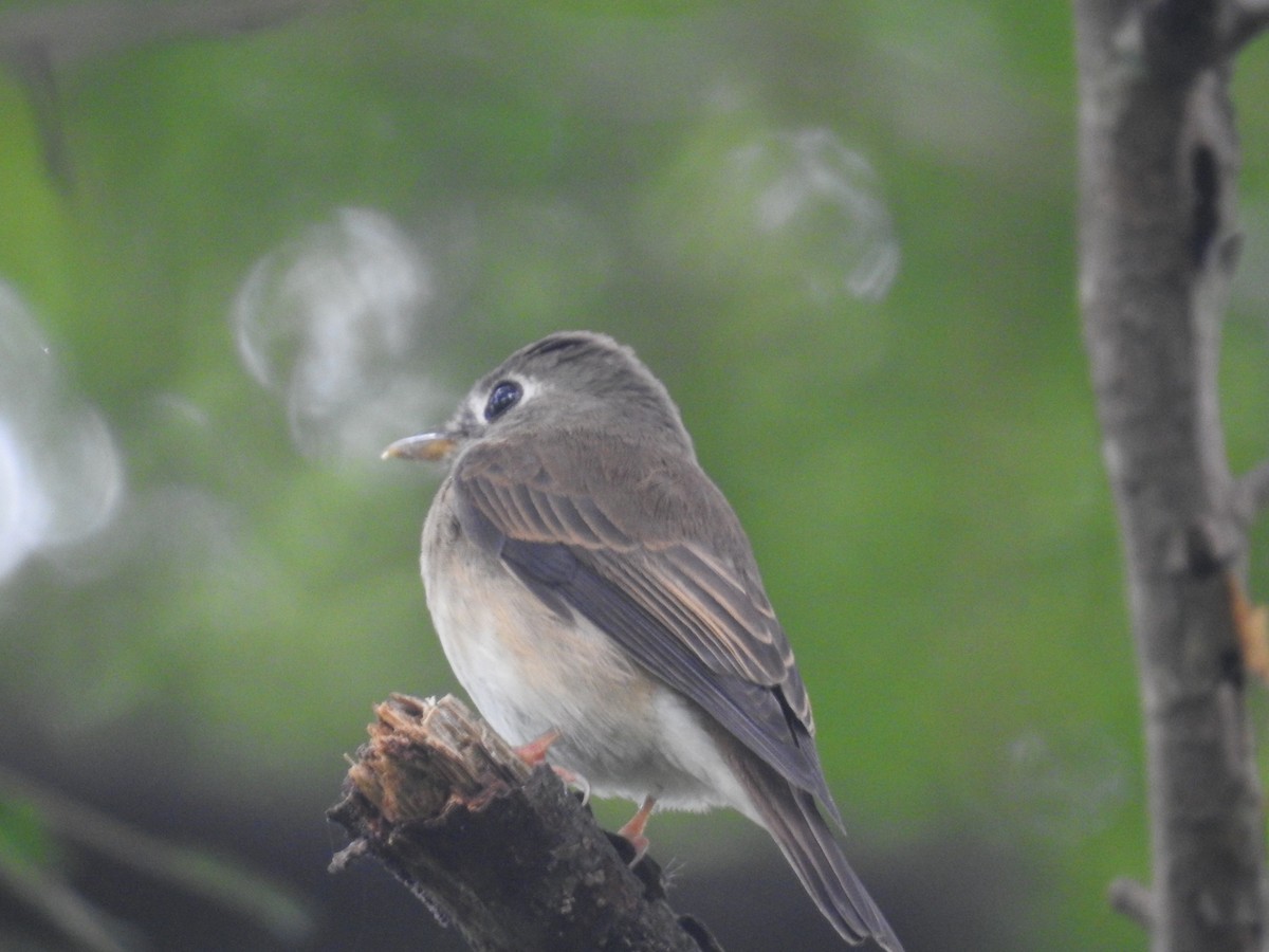 Brown-breasted Flycatcher - ML72277141