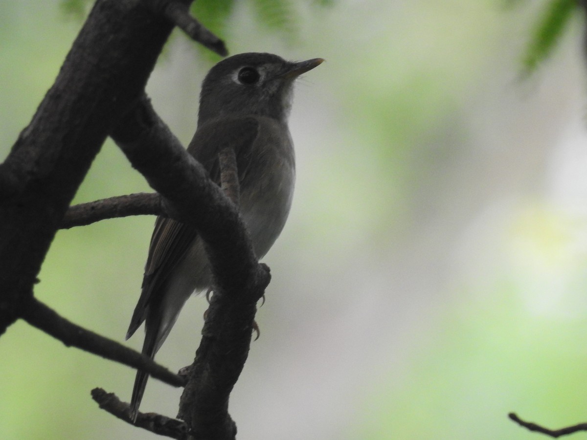 Brown-breasted Flycatcher - ML72277151