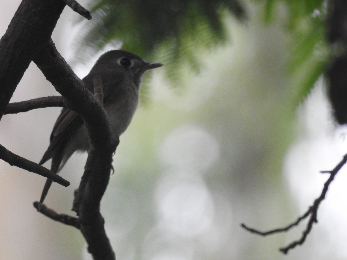 Brown-breasted Flycatcher - ML72277161
