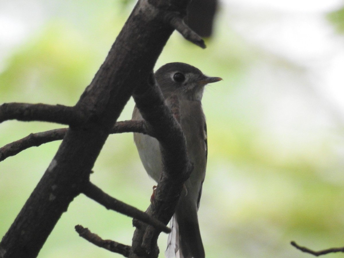 Brown-breasted Flycatcher - ML72277191