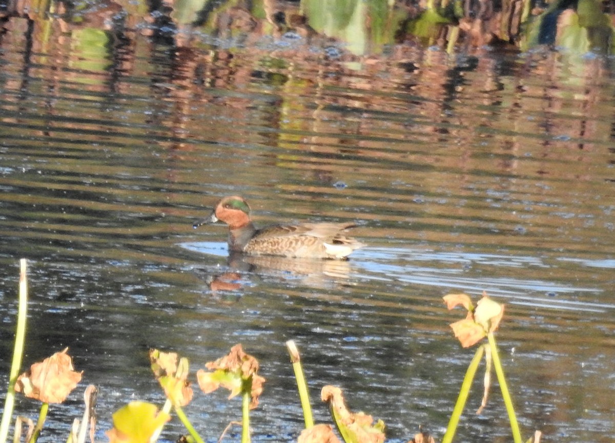Green-winged Teal - ML72278451