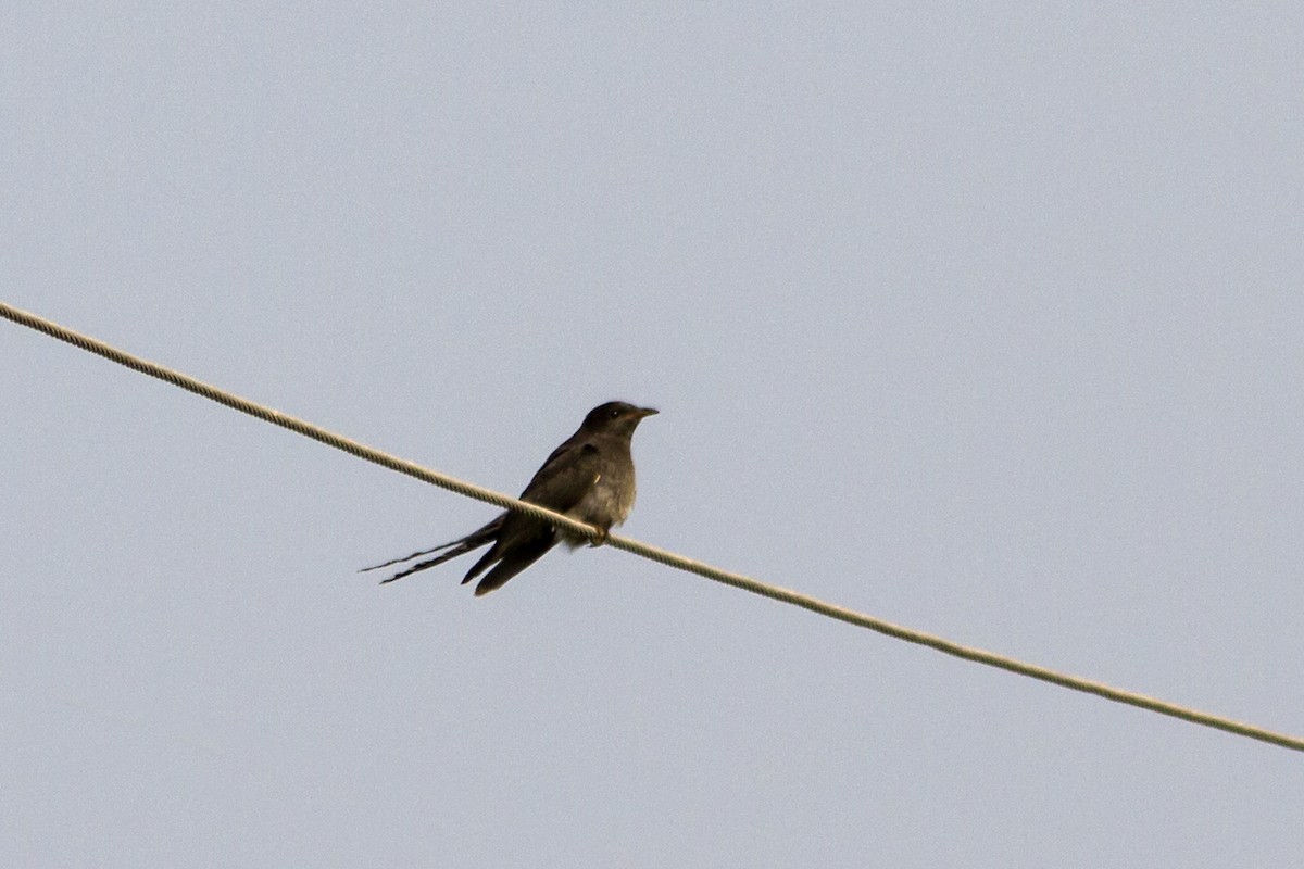 Gray-bellied Cuckoo - Ramesh Shenai