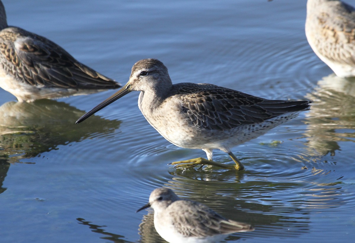 Long-billed Dowitcher - ML72279311