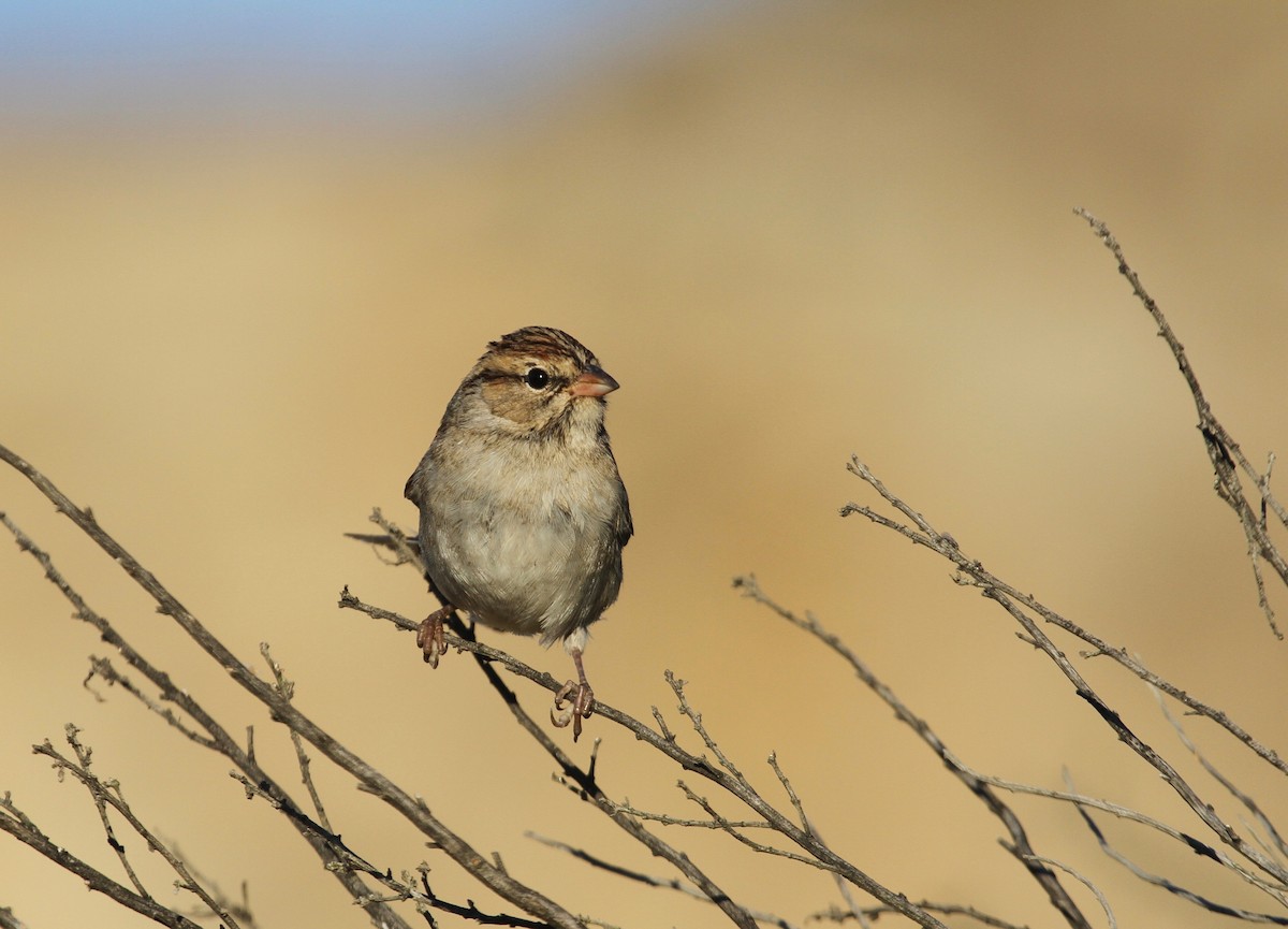 Chipping Sparrow - ML72279411
