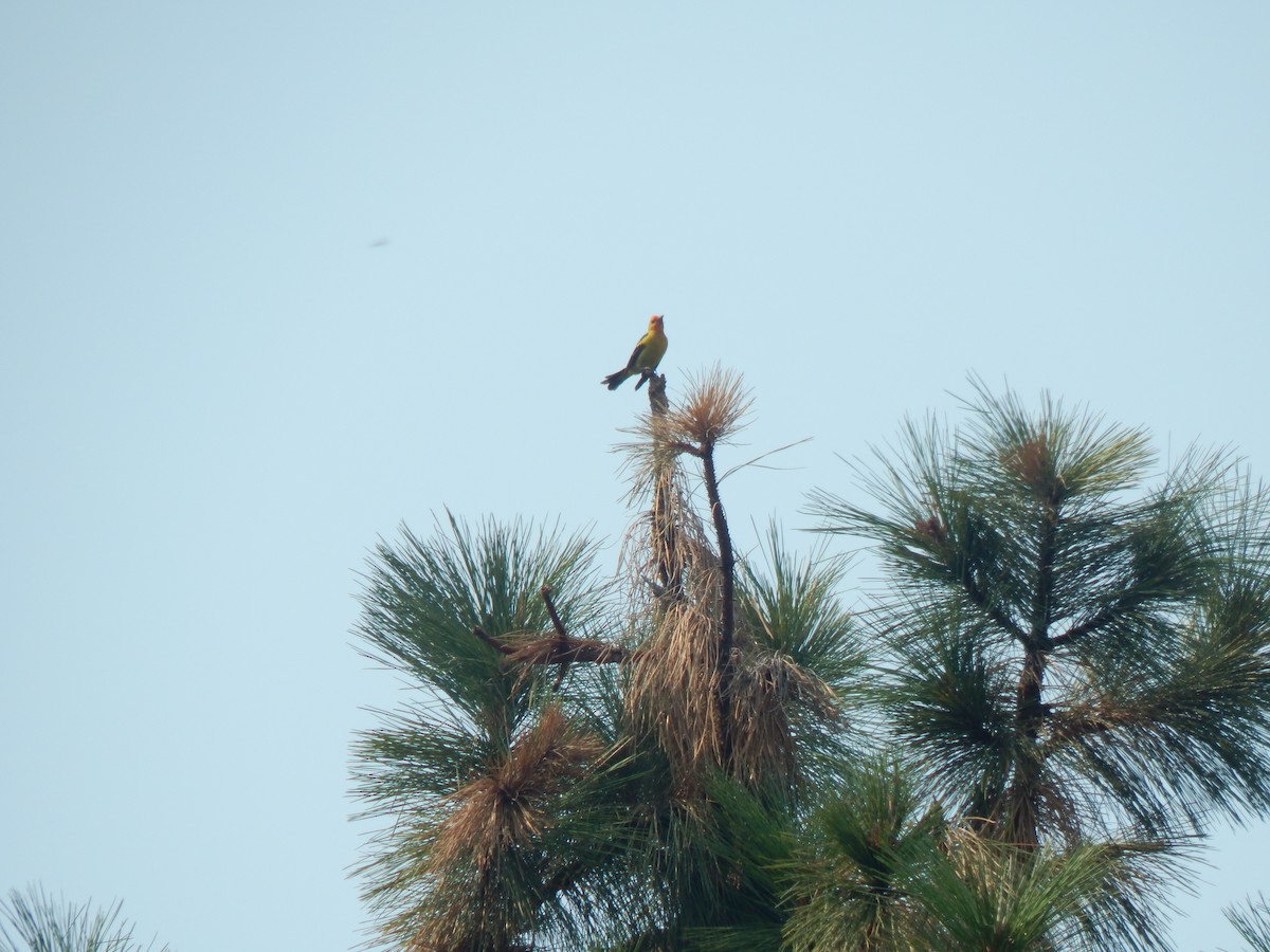Western Tanager - Jerald Reb