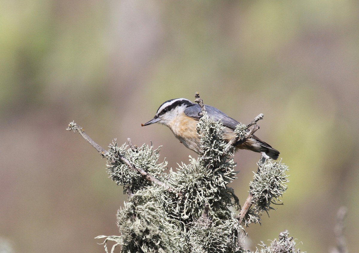 Red-breasted Nuthatch - Ryan Terrill