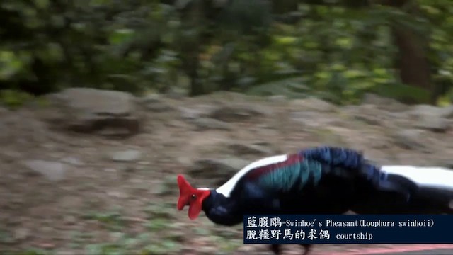 Тайваньский фазан - ML722814