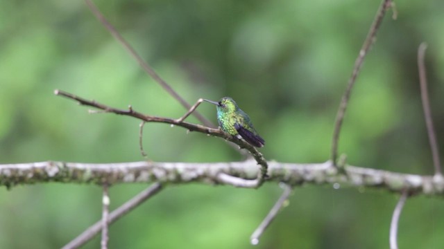 Blue-tailed Emerald - ML722816