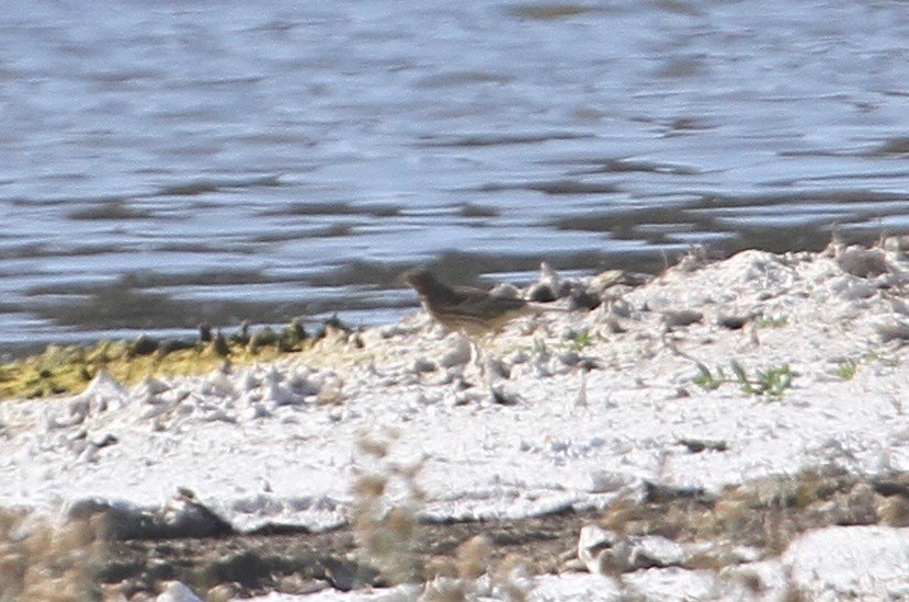 Red-throated Pipit - ML72281931