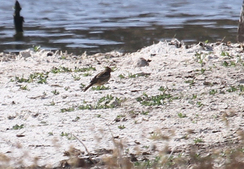 Red-throated Pipit - ML72282001