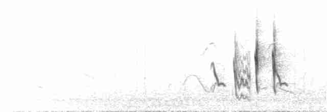 Weißbrust-Dickichtschlüpfer - ML72282191